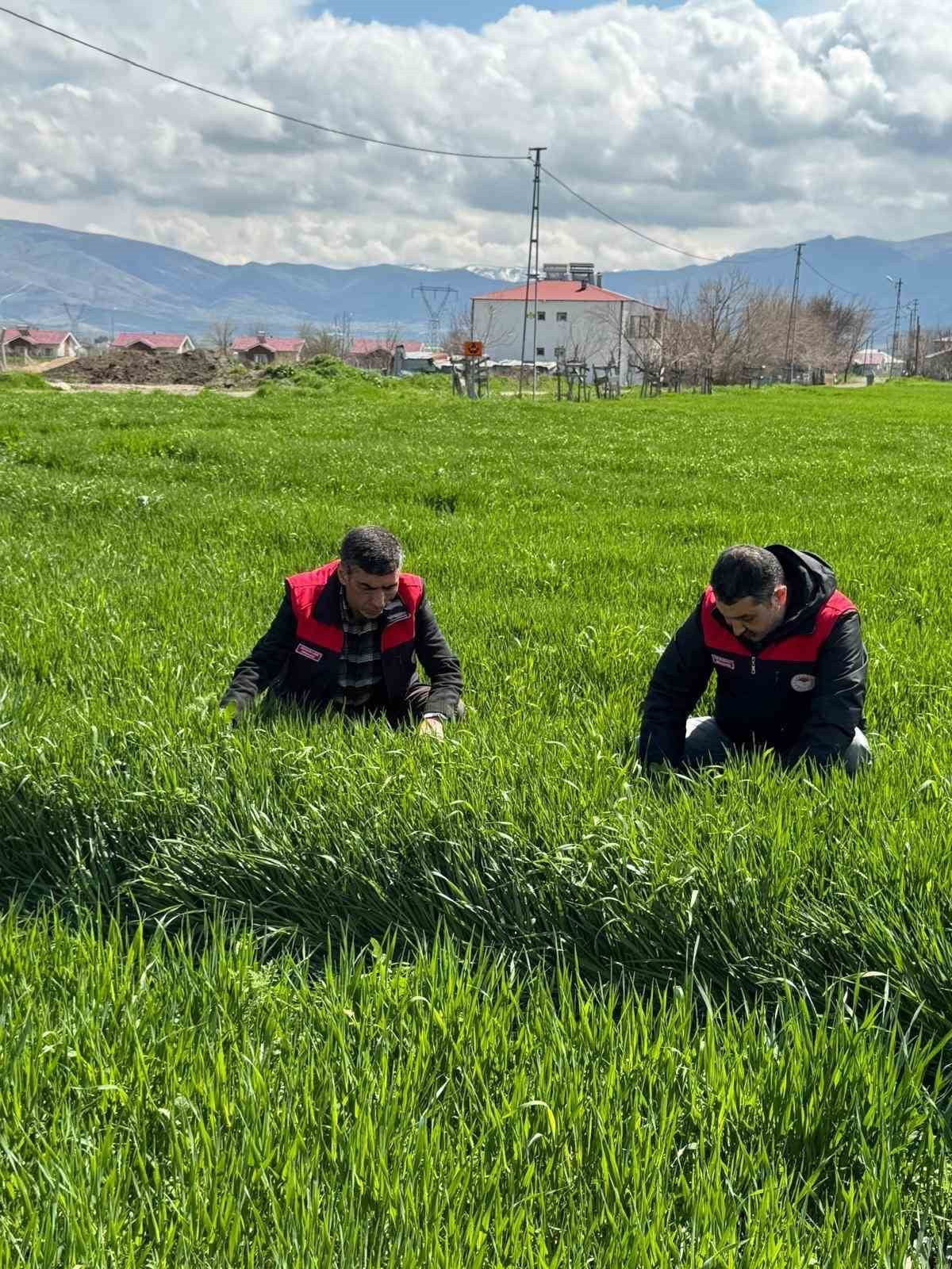 ELAZIĞ’DA HUBUBAT ÜRETİCİLERİNE KÖK VE KÖK BOĞAZI HASTALIK UYARISI