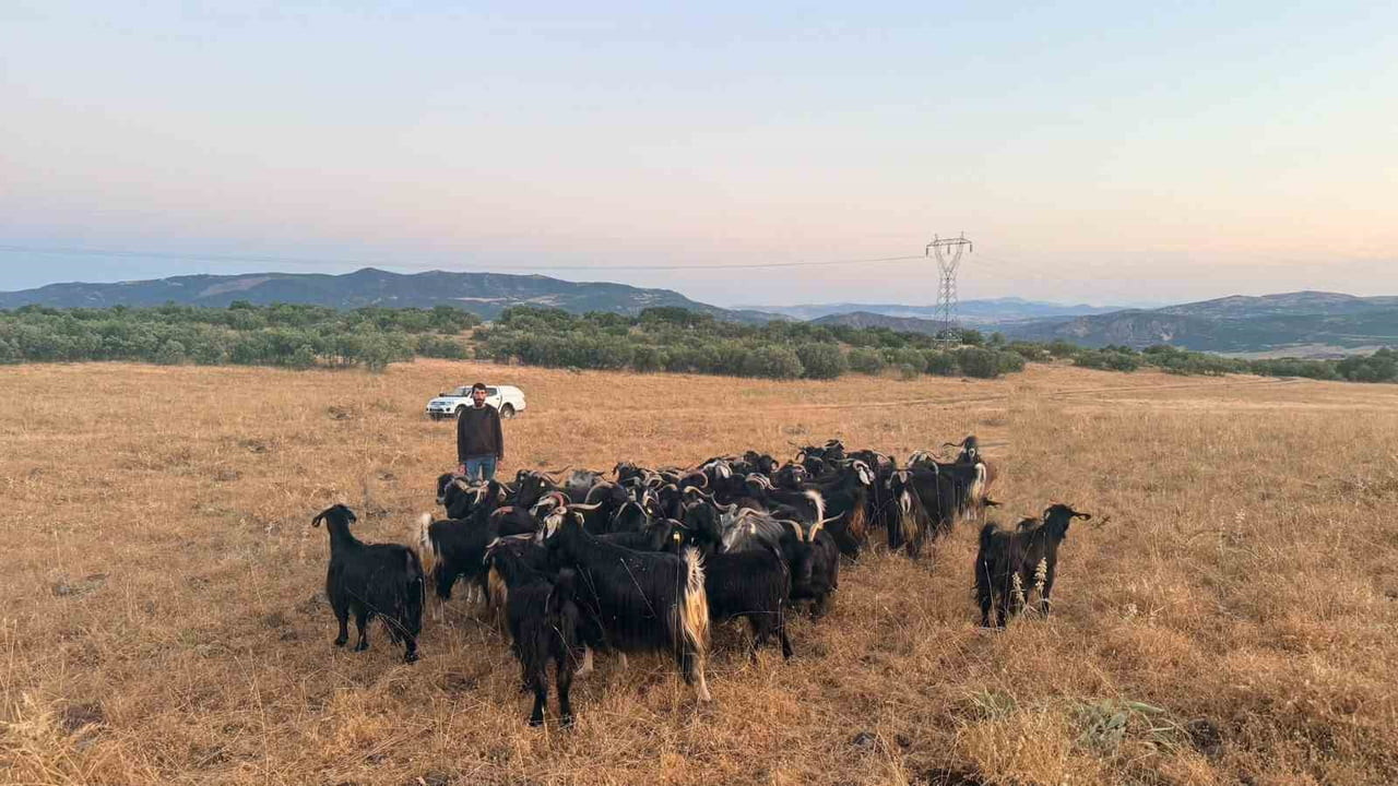 ELAZIĞ’DA KAYBOLAN 30 KÜÇÜKBAŞ HAYVAN, JANDARMA EKİPLERİNİN DRONE DESTEKLİ ARAMA ÇALIŞMASI SONUCU...