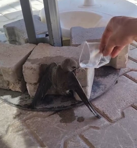 ELAZIĞ’DA SICAKTAN BİTKİN DÜŞEN EBABİL, VATANDAŞIN VERDİĞİ SUYU İÇEREK KENDİNE GELDİ