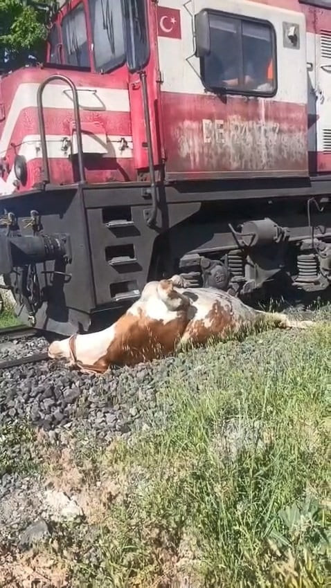 ELAZIĞ’DA TRENİN ÇARPTIĞI İNEK, TELEF OLMASIN DİYE VATANDAŞLAR SANİYELERLE YARIŞTI. YARALI İNEK...