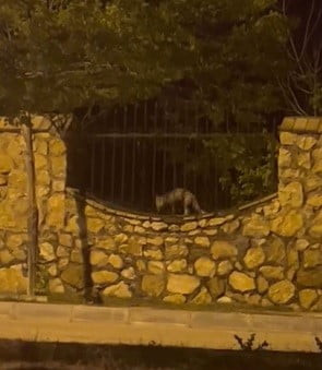 ELAZIĞ’DA YERLEŞİM ALANINA İNEREK BİR TAVUĞU TELEF EDEN AÇ TİLKİNİN, AVINI AĞZINDA TAŞIYARAK...