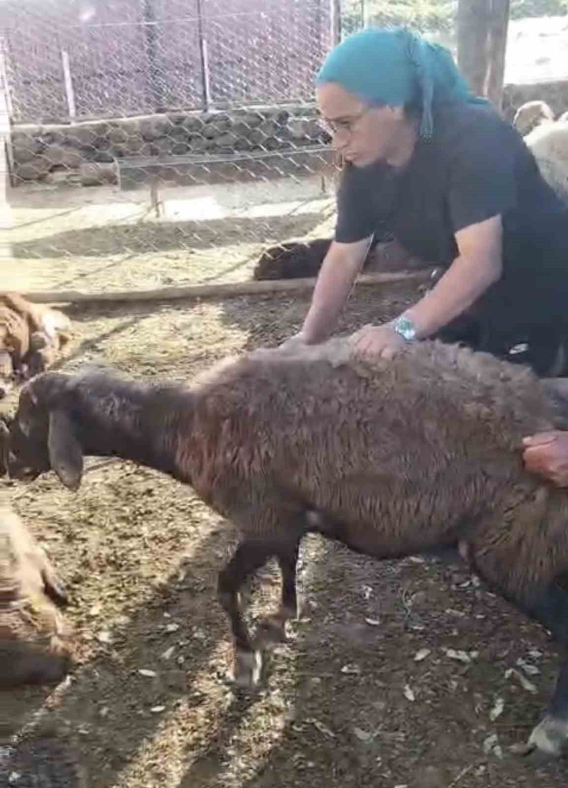 ELAZIĞ’IN KARAKOÇAN İLÇESİNDE AĞILA GİREN KURT 8 KOYUNU TELEF EDERKEN 8 KOYUN İSE...