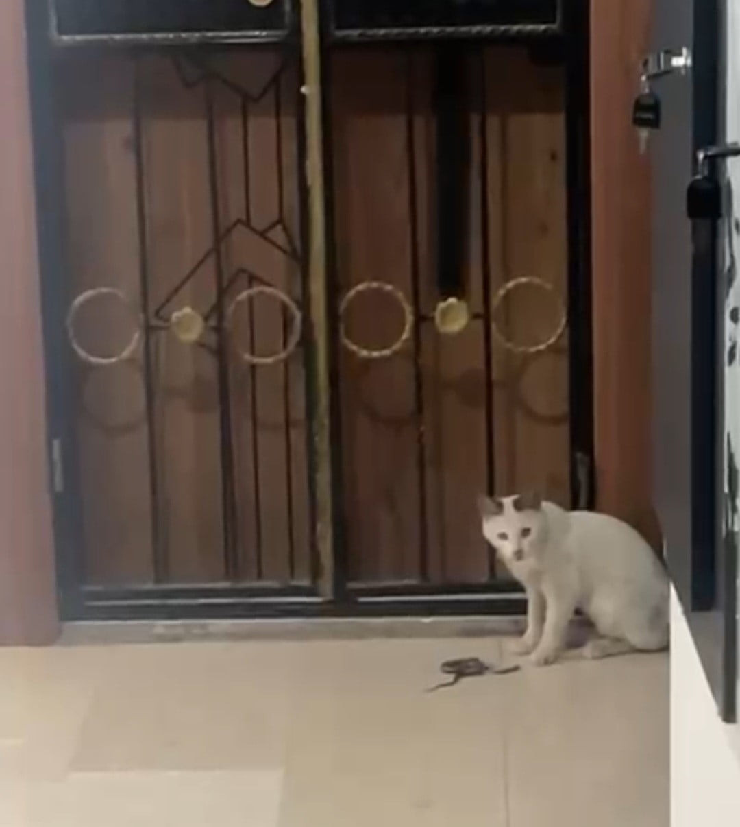 ELAZIĞ’IN KARAKOÇAN İLÇESİNDE BİR KEDİ APARTMAN İÇERİSİNDE YAKALADIĞI KEDİ İLE DAKİKALARCA...
