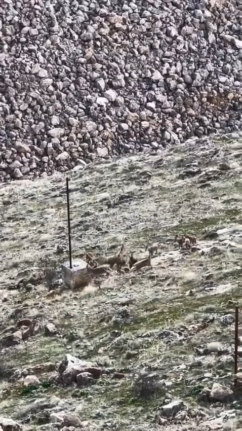 ELAZIĞ’IN KEBAN BARAJ SAHASINDA SÜRÜ HALİNDE GEZEN DAĞ KEÇİLERİ GÖRÜLDÜ