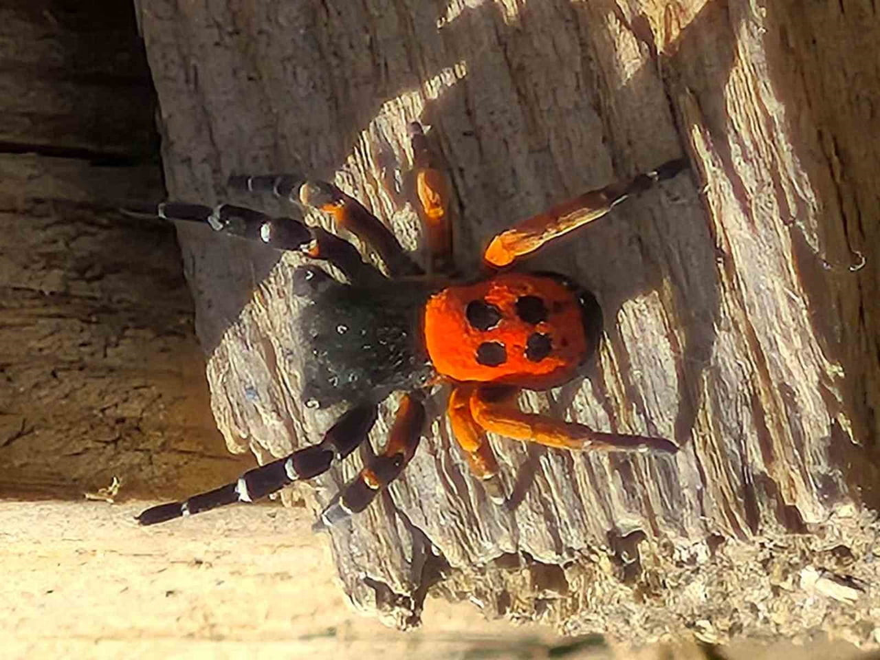 ELAZIĞ’IN YALINDAMLAR KÖYÜNDE KURU VE TAŞLIK BİR ALANDA AĞAÇ KABUĞU ÜZERİNDE, AKDENİZ VE ORTA...