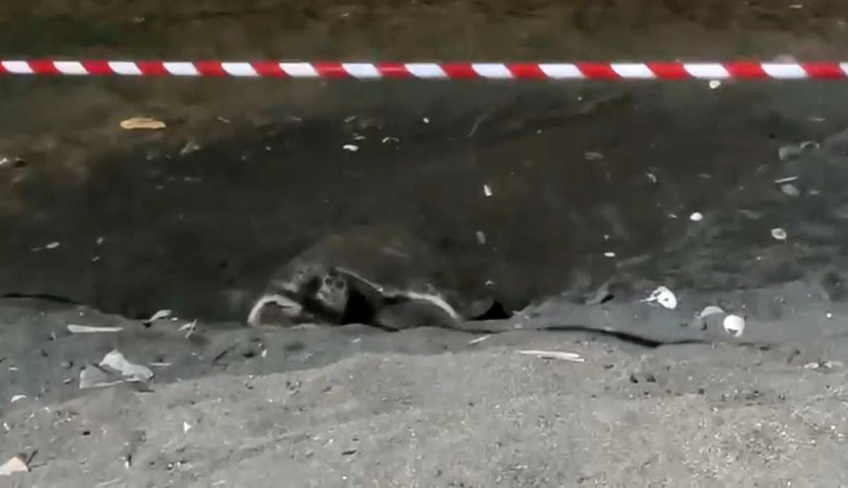 ERDEMLİ İLÇESİ MERKEZİNDEKİ SAHİLDE İLK DEFA BİR İRİBAŞ DENİZ KAPLUMBAĞASI (CARETTA CARETTA) YUVA...
