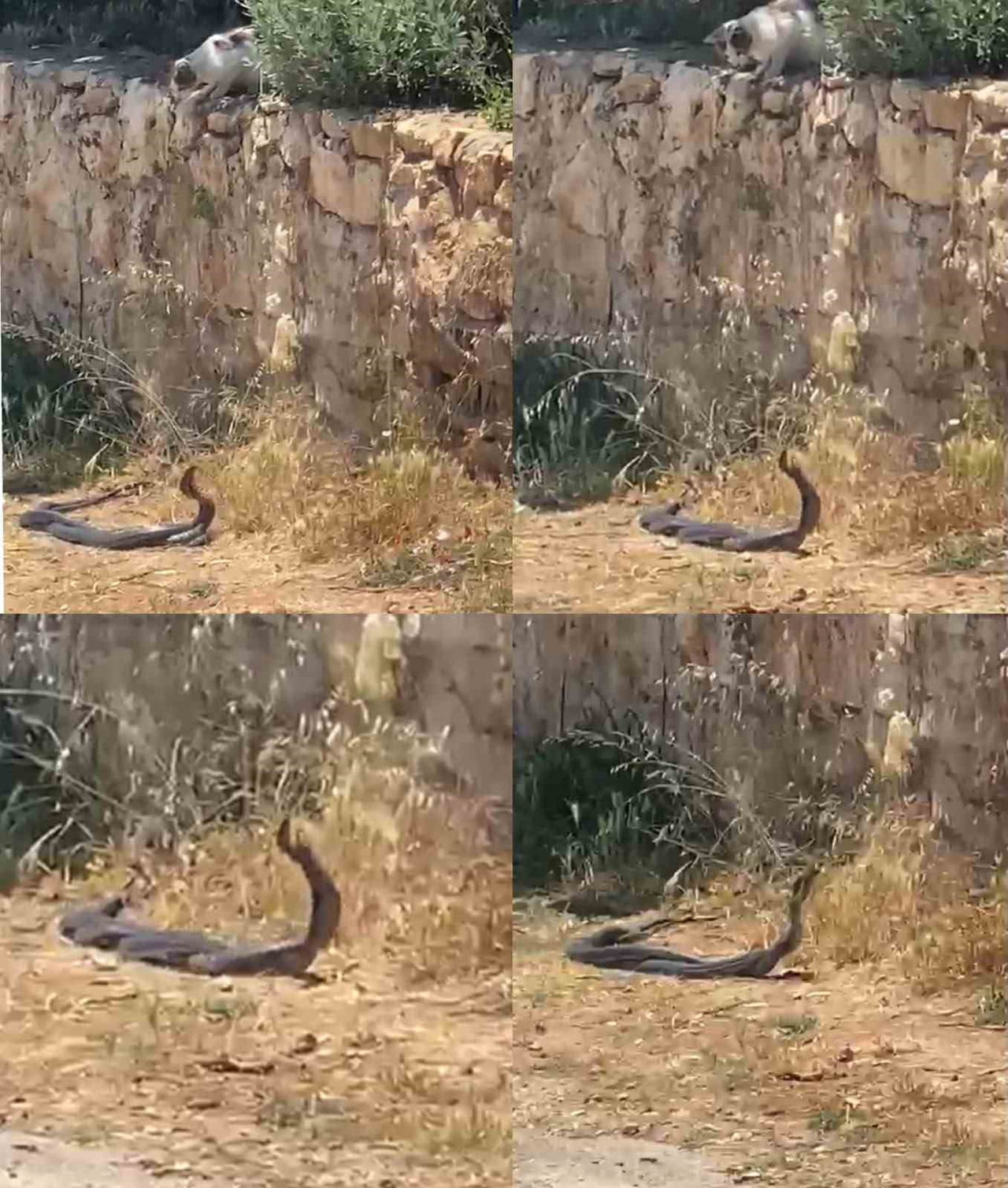 ERDEMLİ İLÇESİNDE UZUNLUKLARI 2 METREYİ AŞAN YILANLARIN DANS EDERCESİNE HAREKETLERİ KAMERAYA...