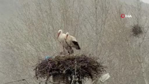 Erken göçen leyleklere kar sürprizi