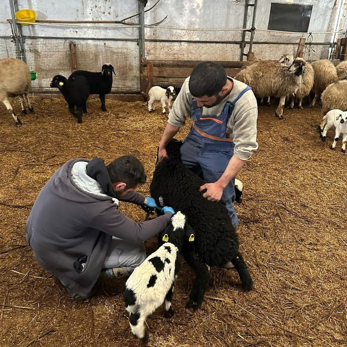 ERZİNCAN İL TARIM VE ORMAN MÜDÜRLÜĞÜ EKİPLERİ, REFAHİYE İLÇESİNDE HAYVANCILIK FAALİYETLERİNE...