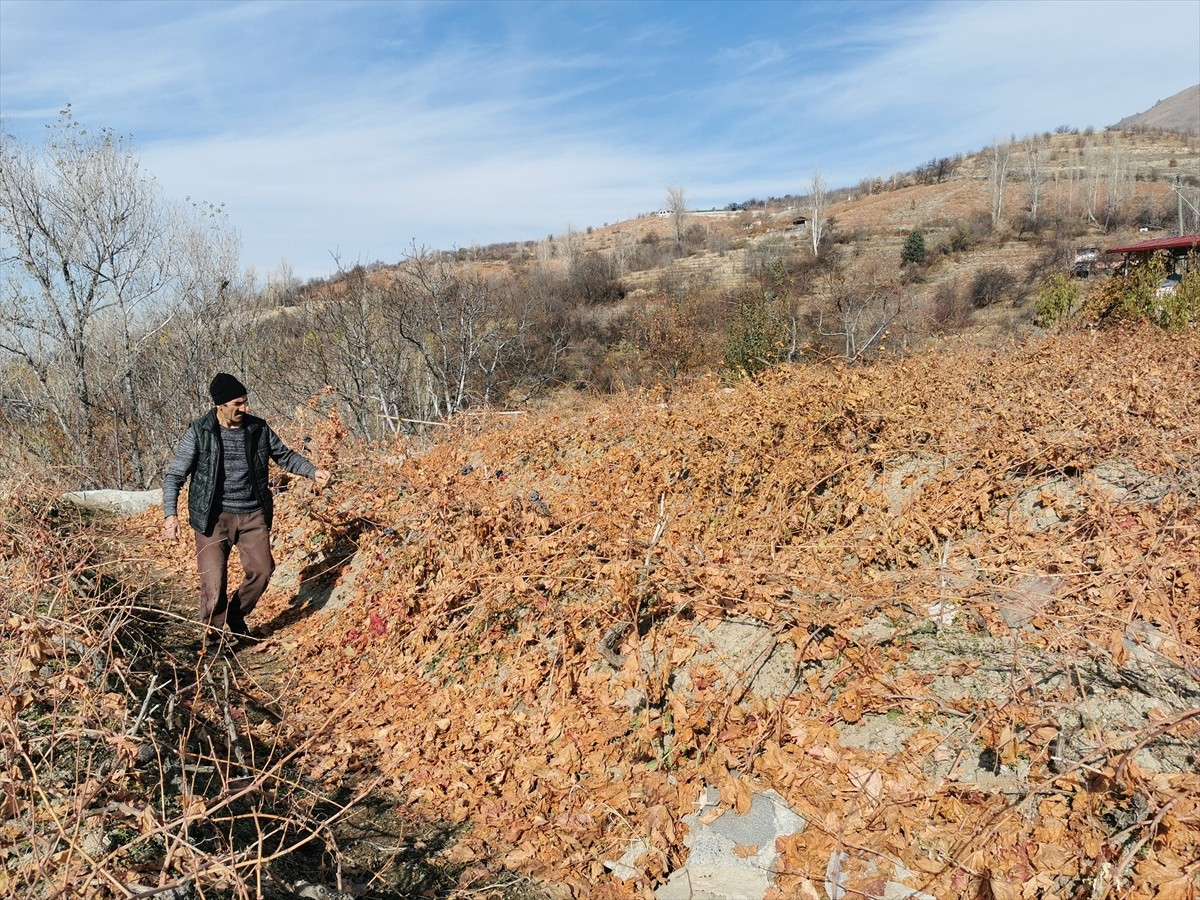 Erzincan'da bozayılar, kentin tescilli ürünlerinden bağlardaki kışlık Cimin üzümlerini...