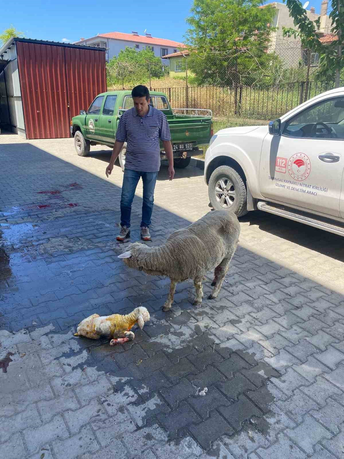 ERZİNCAN'DA DOĞUM SIRASINDA SORUN YAŞAYAN BİR KOYUN, YETİŞTİRİCİSİNİN HIZLI DAVRANMASI VE...