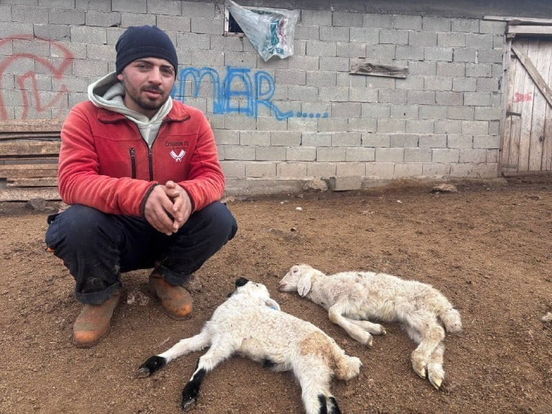 ERZİNCAN'DA KUZU ÖLÜMLERİNİN NEDENİ BELİRLENDİ: KUZU SEPTİSEMİSİ HASTALIĞI