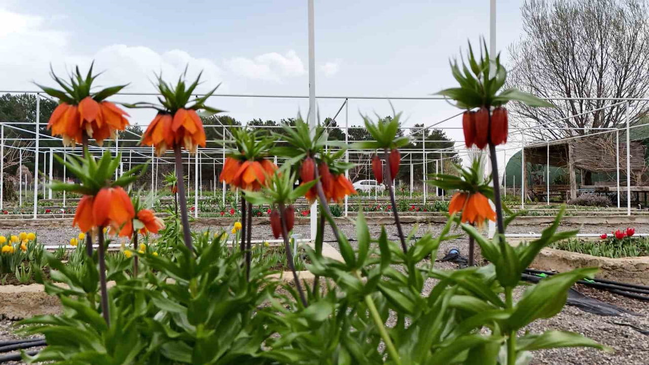 ERZİNCAN’DA BULUNAN ERZİNCAN BAHÇE KÜLTÜRLERİ ARAŞTIRMA ENSTİTÜSÜ BÜNYESİNDEKİ TÜRKİYE’NİN TEK...