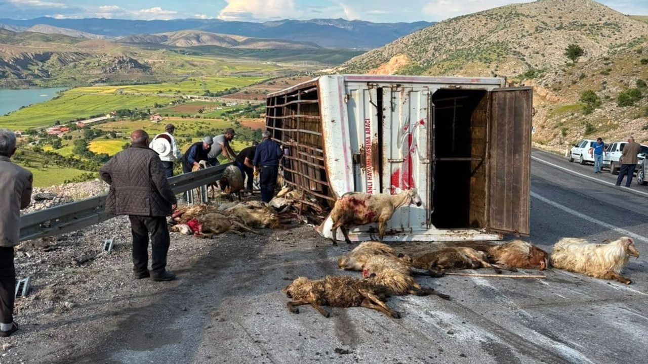 Erzincan'da Canlı Hayvan Taşıyan Kamyon Kazası