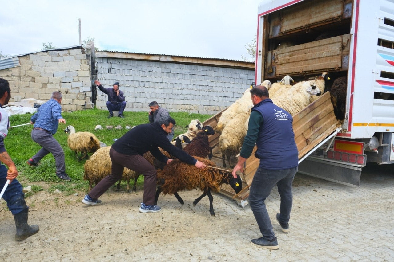 ERZİNCAN’DA HAVALARIN ISINMASIYLA BİRLİKTE YAYLA SEZONU AÇILIRKEN, TULUM PEYNİRİ ÜRETİCİLERİ...