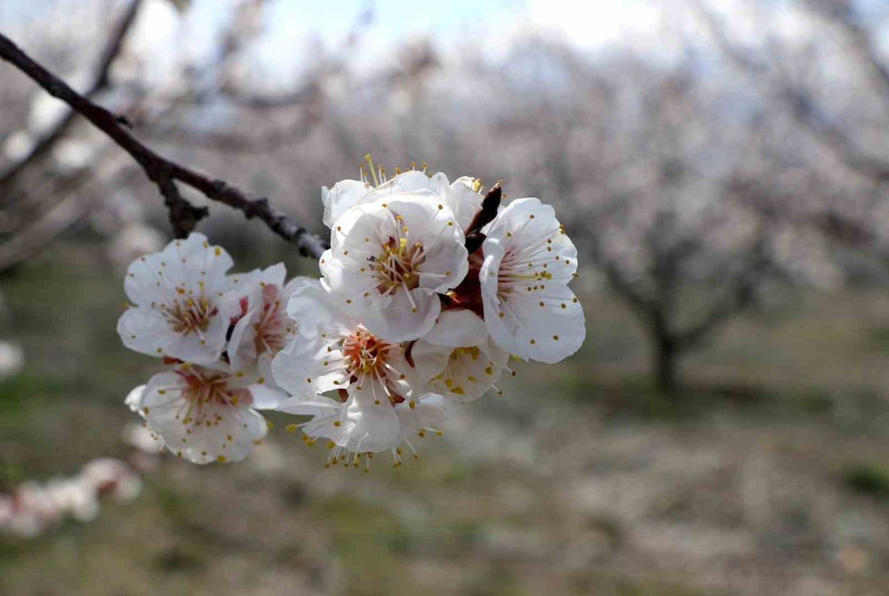 ERZİNCAN’DA HAVALARIN ISINMAYA BAŞLAMASIYLA BİRLİKTE MEYVE AĞAÇLARI DA ÇİÇEKLERİNİ AÇTI. ÇİÇEK...