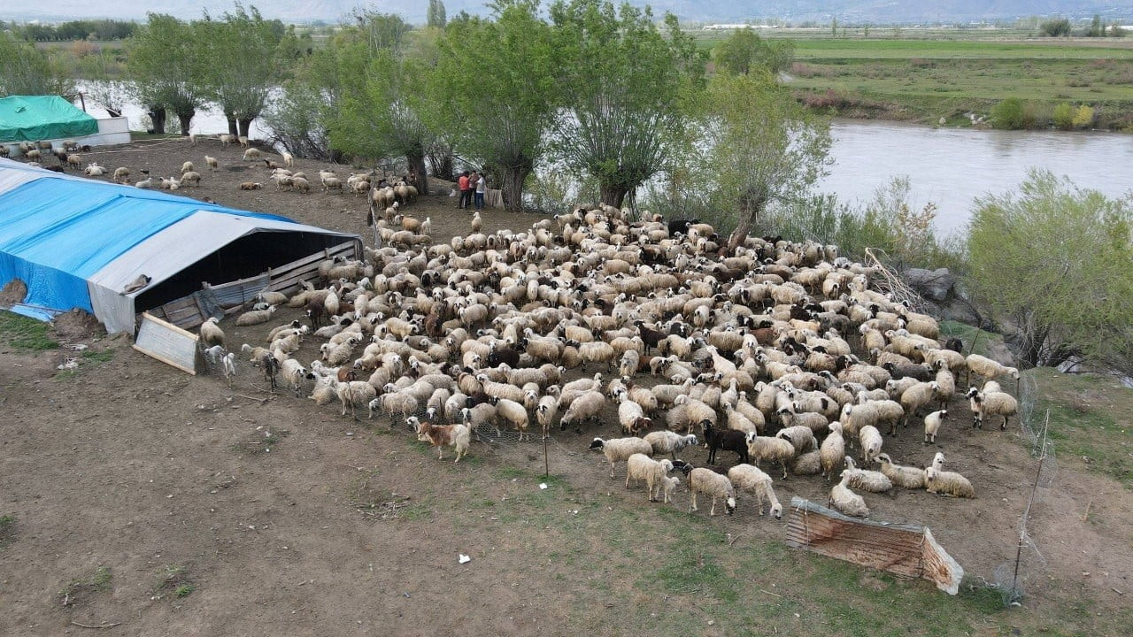 ERZİNCAN’DA HAYVANCILIK SEKTÖRÜNDE YAŞANAN ÇOBAN SORUNUNA ÇÖZÜM AMACIYLA AFGANİSTAN’DAN GETİRİLEN...