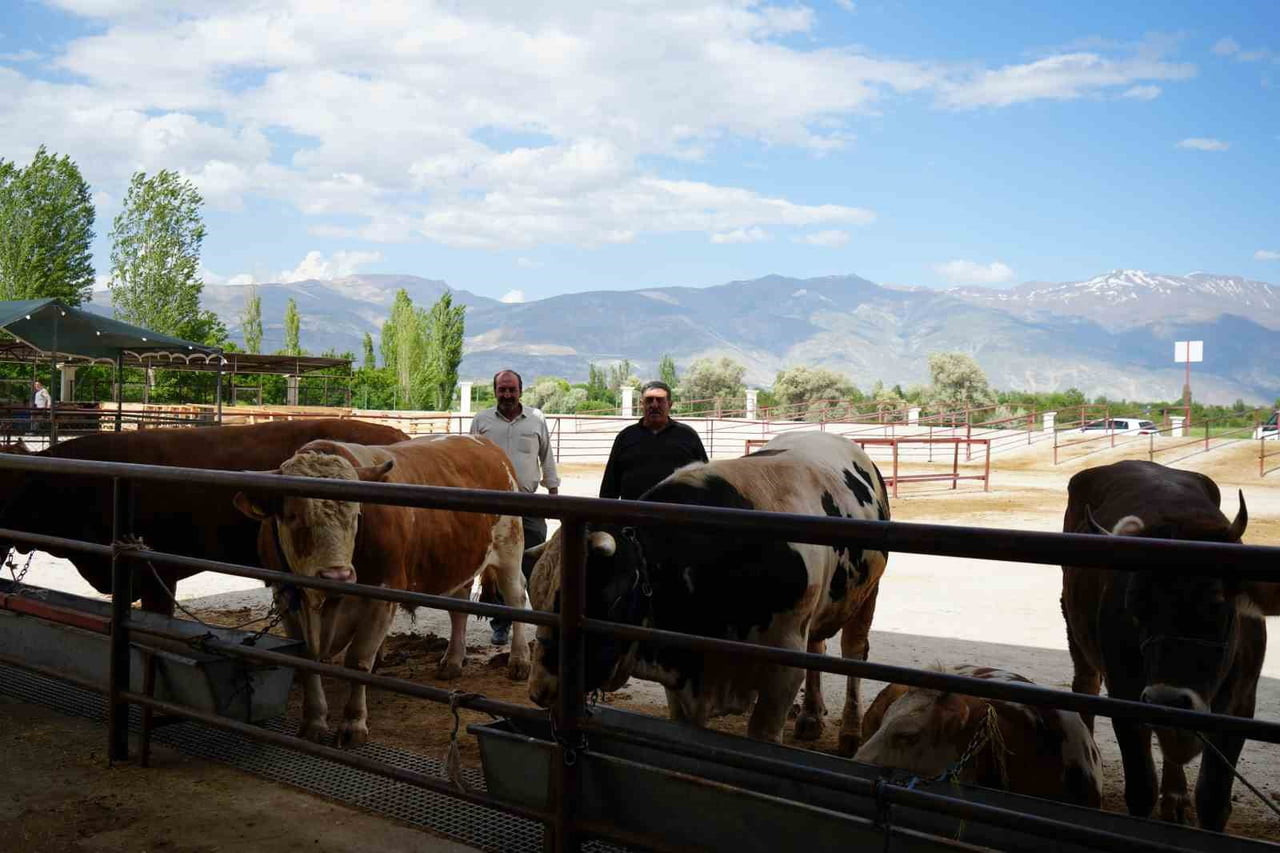 ERZİNCAN’DA KURBAN BAYRAMI HAREKETLİLİĞİ BAŞLADI