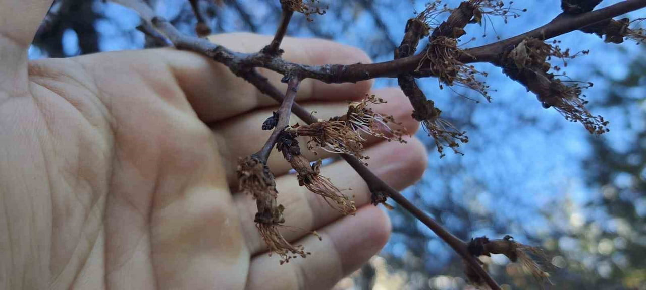 ERZİNCAN’DA SOĞUK ŞOK: KAYISI ÇİÇEKLERİ KARARDI