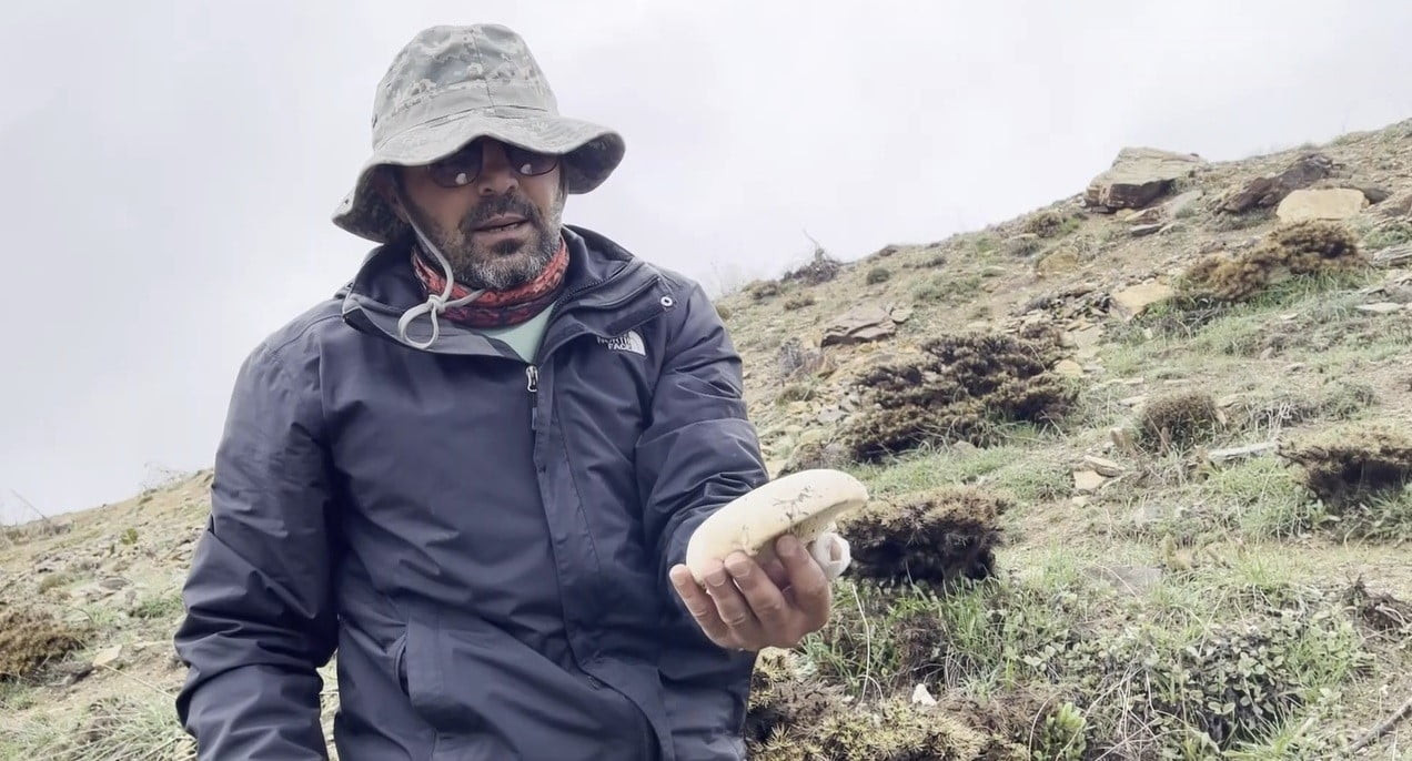 ERZİNCAN’DA YÜKSEK RAKIMLI DAĞLARDA KENDİLİĞİNDEN YETİŞEN "ÇAŞIR" MANTARI, PAZARDA KİLOGRAMI 2 BİN...