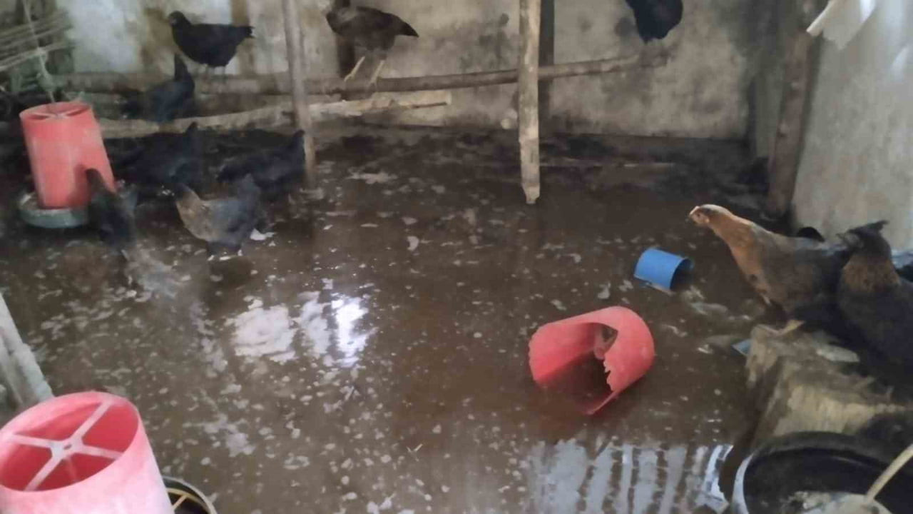 ERZİNCAN’IN TERCAN İLÇESİNDE BİR ÇİFTLİKTE MEYDANA GELEN SU BASKININDA ÇOK SAYIDA CİVCİV TELEF...