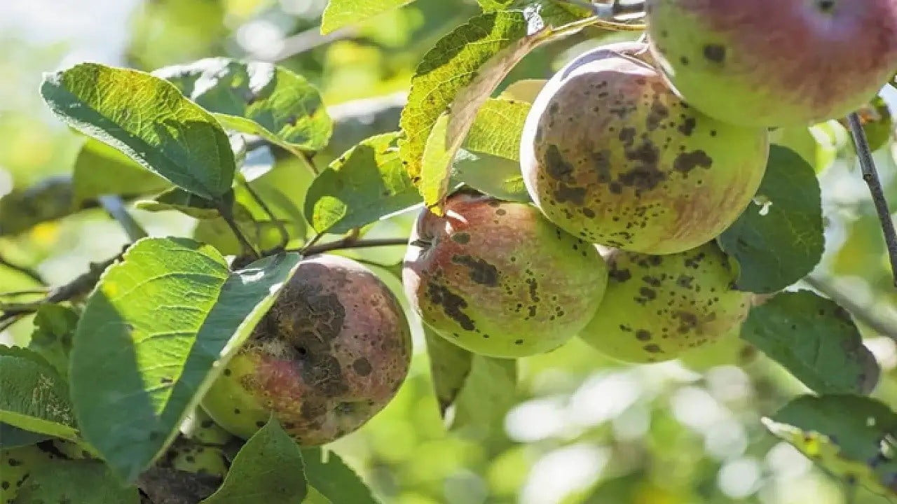 ERZİNCANLI ÜRETİCİLERE KARA LEKE HASTALIĞI UYARISI