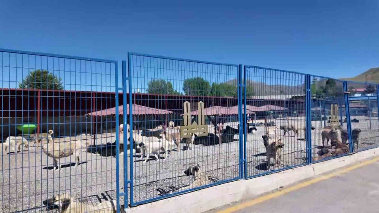 ERZURUM VALİLİĞİ DÖNEMİNDE SAHİPSİZ SOKAK KÖPEKLERİNE YÖNELİK YÜRÜTTÜĞÜ KARARLI MÜCADELEYLE...