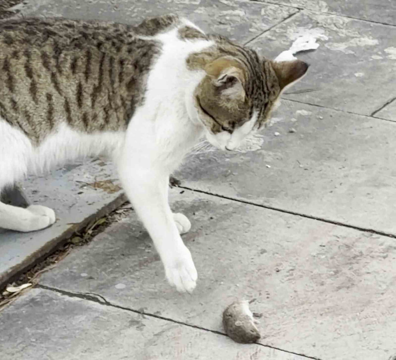 ERZURUM'DA BİR FARENİN KENDİSİNİ AVLAMAK İSTEYEN KEDİDEN KURTULMAK İÇİN ÖLÜ TAKLİDİ YAPTIĞI ANLAR...