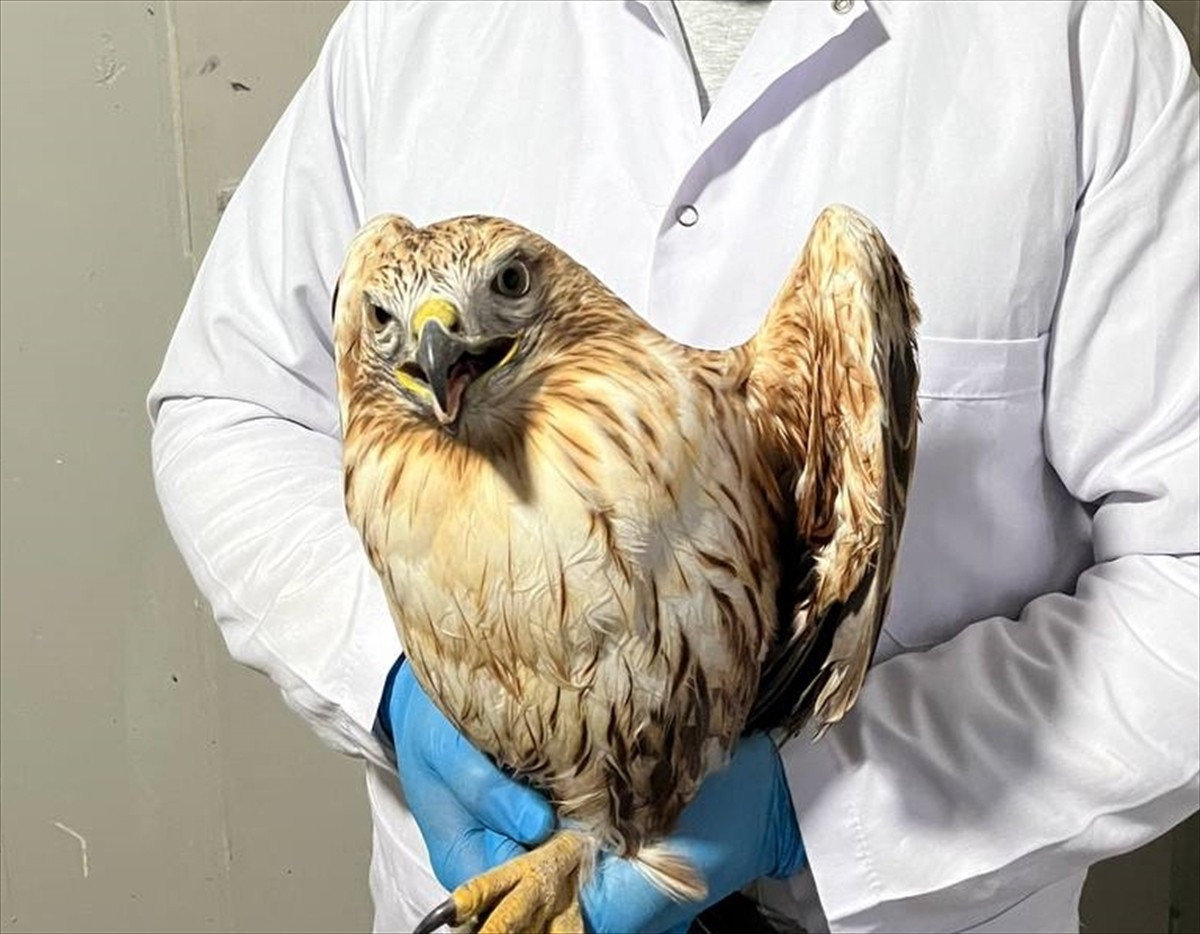  Erzurum'da olumsuz hava koşulları nedeniyle bitkin düşen kızıl şahin, bakım ve beslenmesinin...