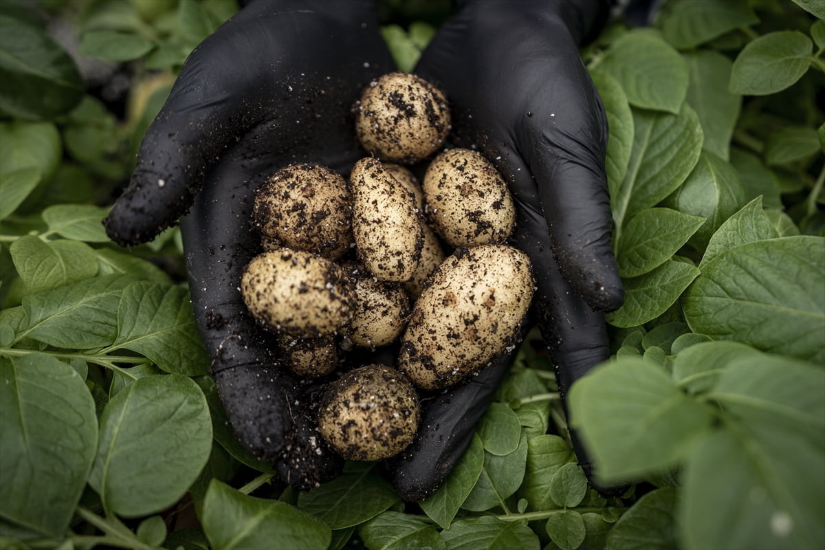 Erzurum'da patates ıslah ve yüksek kademeli tohumluk üretim çalışmalarının yapıldığı Doğu Anadolu...