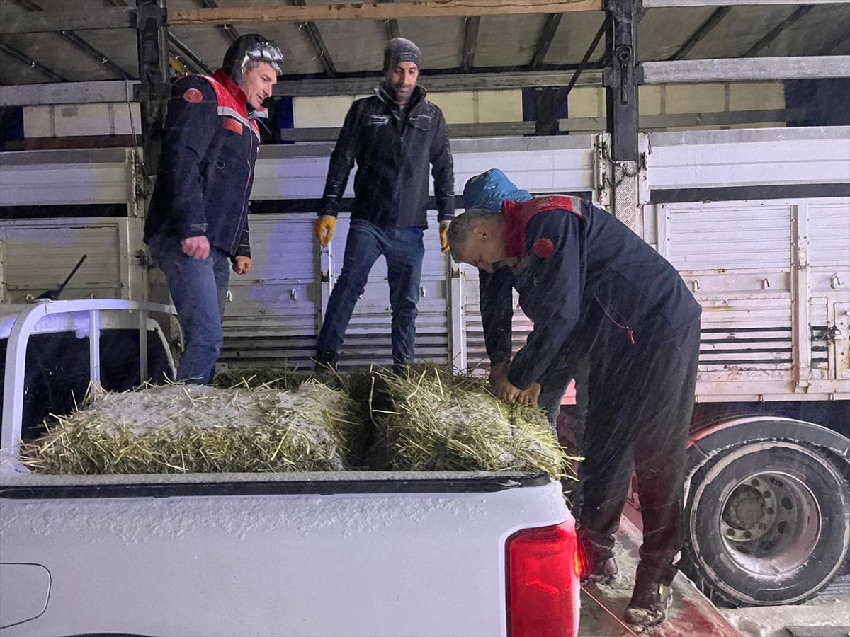Erzurum'da yoğun tipi nedeniyle yolda kalan tırlardaki büyükbaş hayvanlar, ekiplerce taşınan otla...