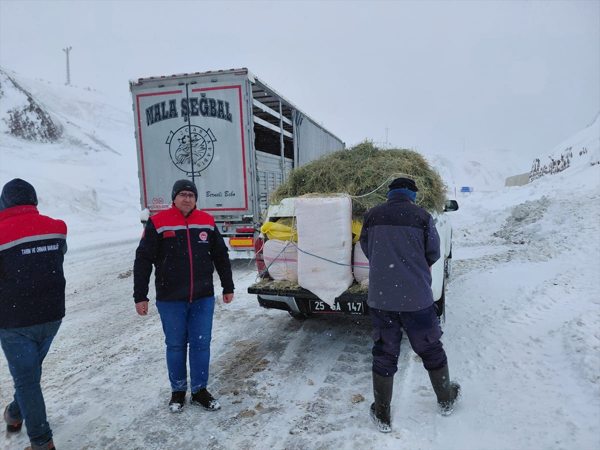 Erzurum'da yoğun tipi nedeniyle yolda mahsur kalan tırlardaki büyükbaş hayvanları, İl Tarım ve...