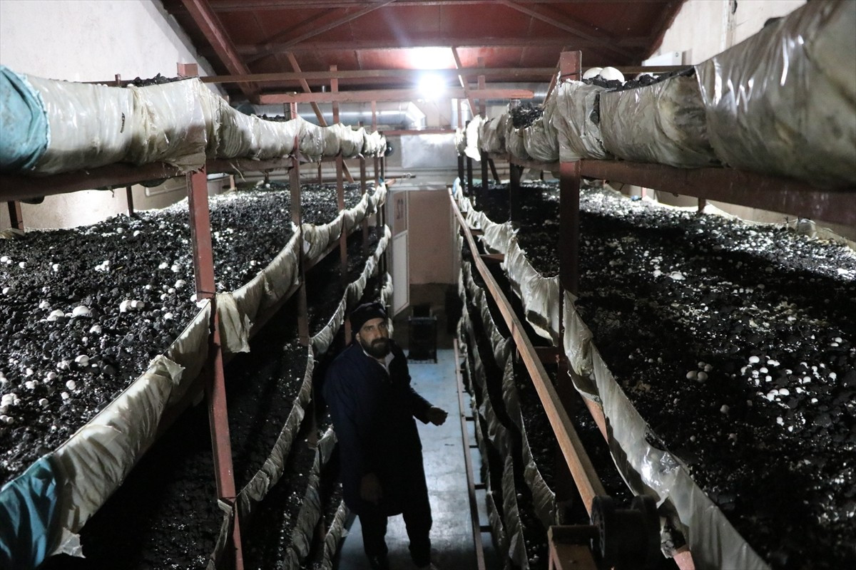 Erzurum'un Pasinler ilçesinde devlet desteğiyle tesis kuran 3 çocuk annesi Nurcan Aktaş, istihdam...