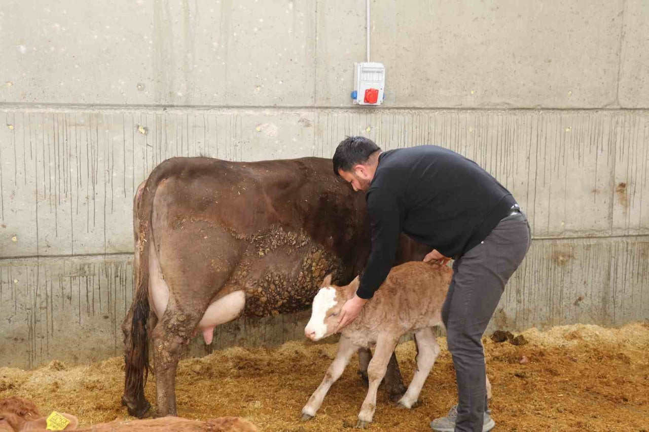 ERZURUM’UN OLTU İLÇESİNDE, DEVLET DESTEĞİYLE HAYATA GEÇİRİLEN MODERN AHIR PROJESİ HAYVANCILIKTA...