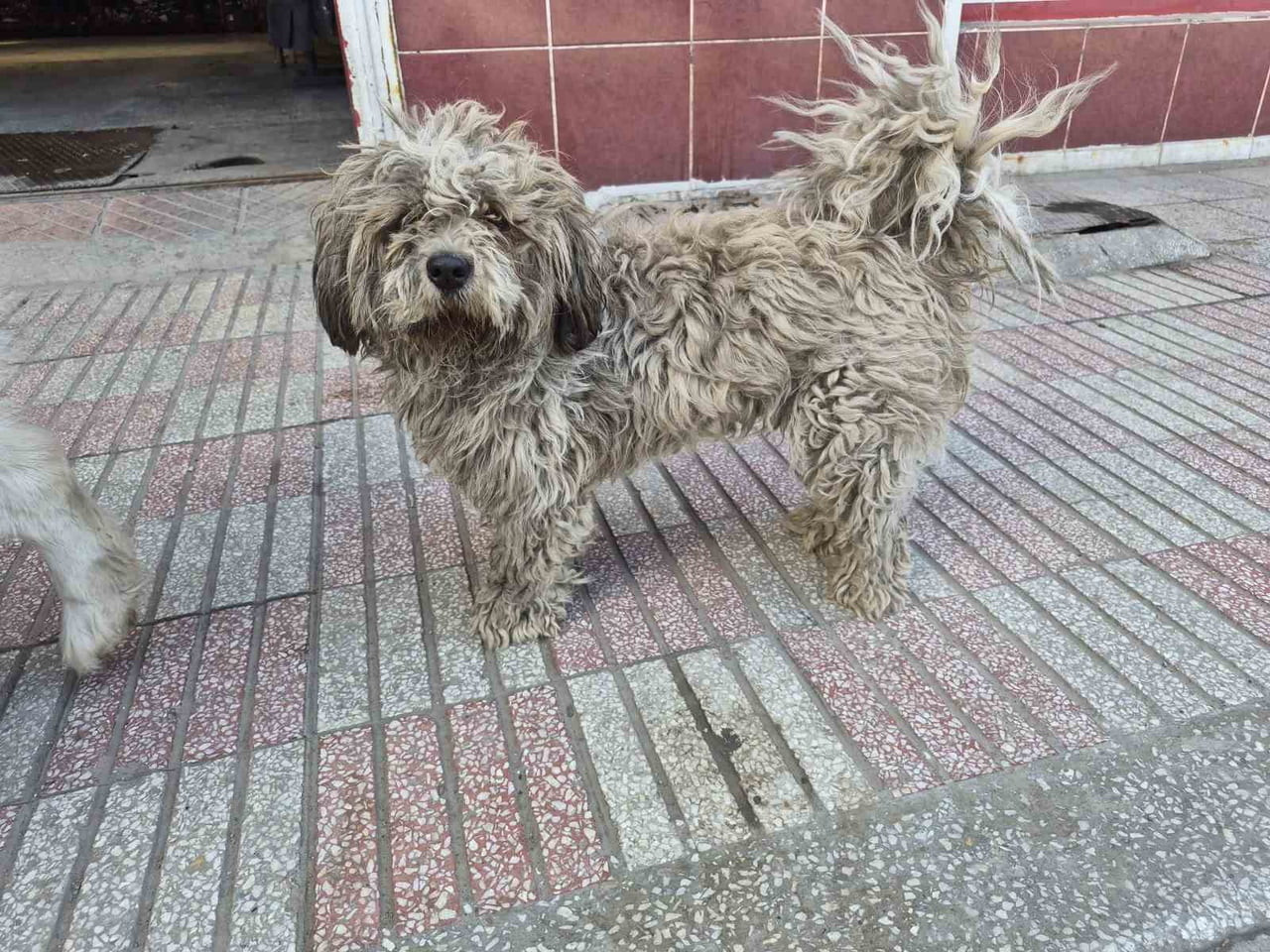 ESKİŞEHİR KÜÇÜK SANAYİ BÖLGESİ'NDE TÜYLERİNİN KİRLENMESİ SONUCU ADETA KAPKARA OLAN BEYAZ RENKLİ...