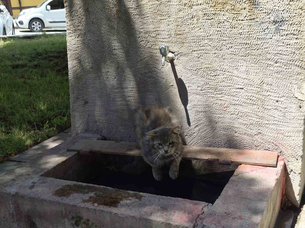 ESKİŞEHİR'DE HAVA SICAKLIĞININ 30 DERECEYE ULAŞTIĞI BÖLGEDE BUNALAN SOKAK KEDİSİ, GÖLGEDEKİ TARİHİ...