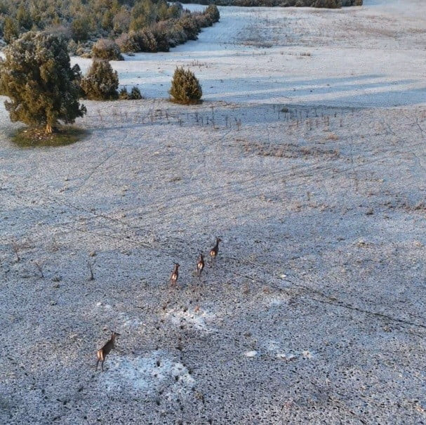 ESKİŞEHİR'DE KARLI DOĞA MANZARASI KAYDEDEN VATANDAŞIN, KADRAJINA TESADÜFEN KOŞUŞTURAN GEYİKLER...