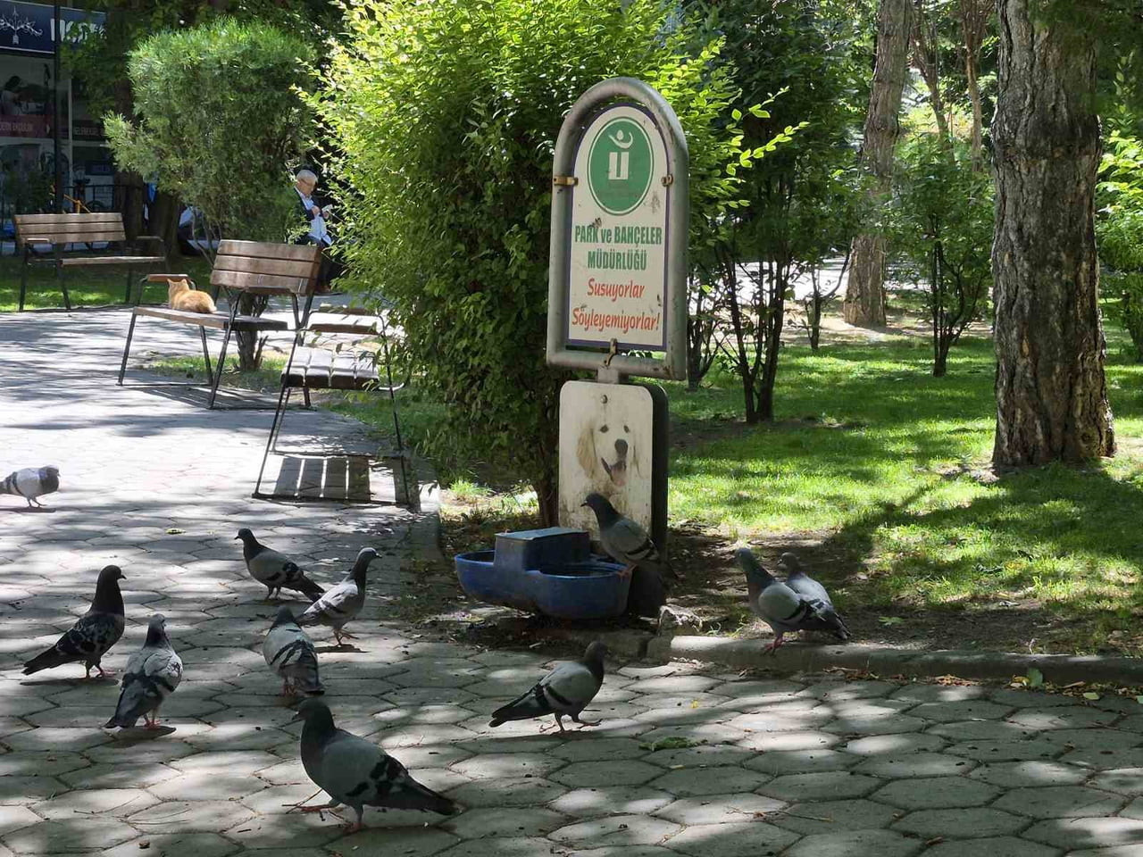 ESKİŞEHİR'DE SICAK HAVANIN ETKİSİYLE SUSAYAN ONLARCA GÜVERCİN, SOKAK KÖPEKLERİ İÇİN KONULAN VE...