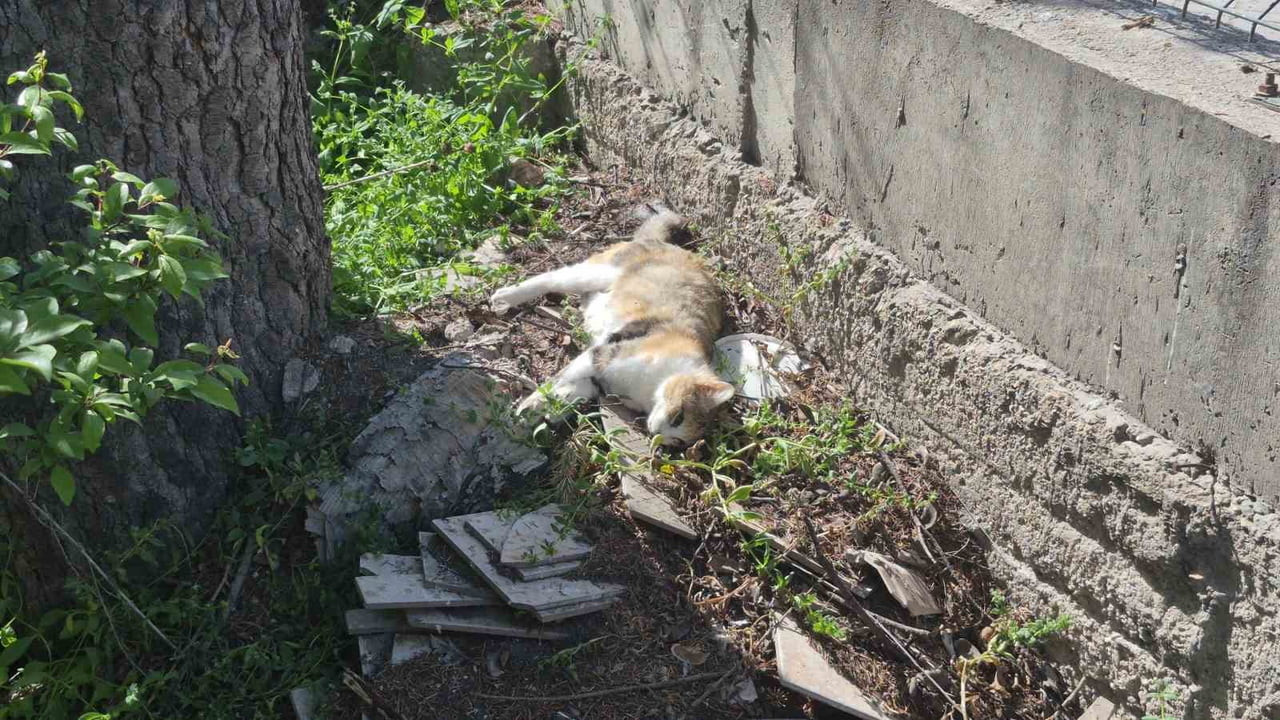 ESKİŞEHİR'İN GÖKMEYDAN MAHALLESİ'NDE SON 1 HAFTA İÇERİSİNDE ÇOK SAYIDA KEDİNİN ZEHİRLENEREK TELEF...