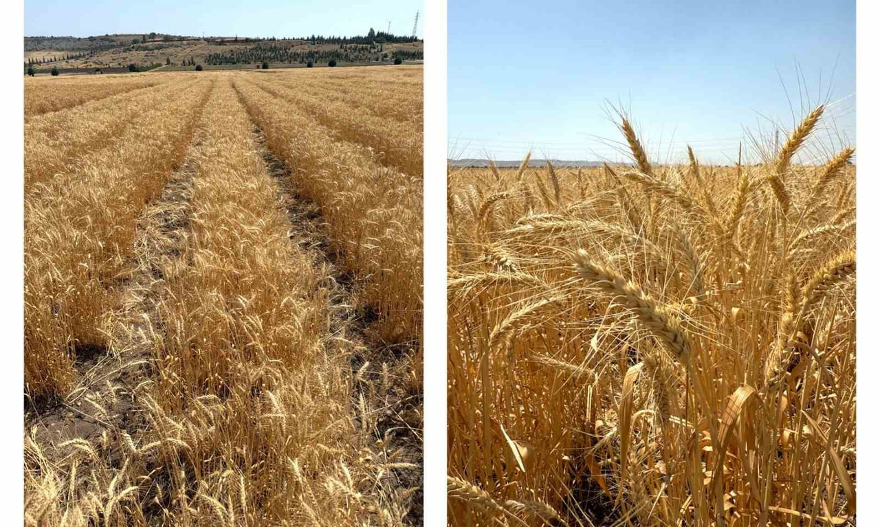 ETİ KURAK İKLİM KOŞULLARINA DAYANIKLILIĞI İLE ÖNE ÇIKAN KANATLI BUĞDAYI TOHUMUNUN ÜRETİMİNE...