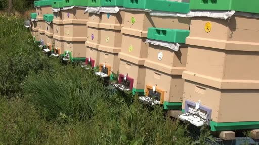 Ev hanımından öğretmenine herkes kovan başında