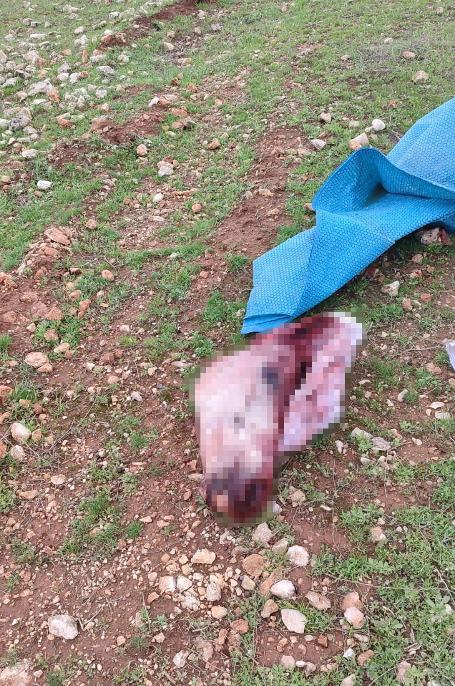 EYYÜBİYE İLÇESİNDE ÇUVAL İÇERİSİNDE KESİLMİŞ AT BAŞI VE PARÇALARININ BULUNMASI ÜZERİNE JANDARMA...