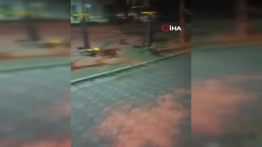 Fare, kedileri kovaladı: İlginç anlar kamerada