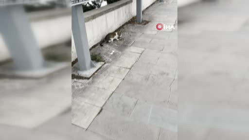 Fareden oscarlık performans: Kediden kurtuluşu ölü taklidinde aradı