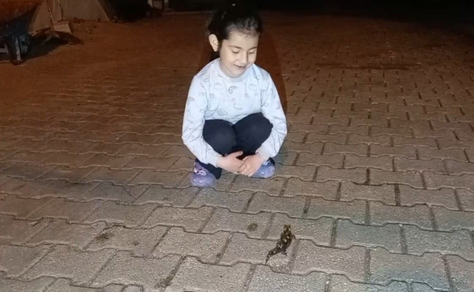 FEKE İLÇESİNDE "TÜRK SEMENDERİ" OLARAK BİLİNEN VE NESLİ TÜKENME TEHDİDİ ALTINDA OLAN "SARI BENEKLİ...