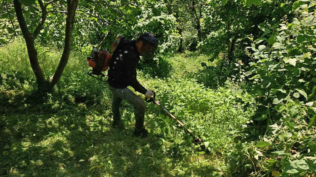 Fındık Hasat Sezonu Öncesi Temizlik Çalışmaları Başladı