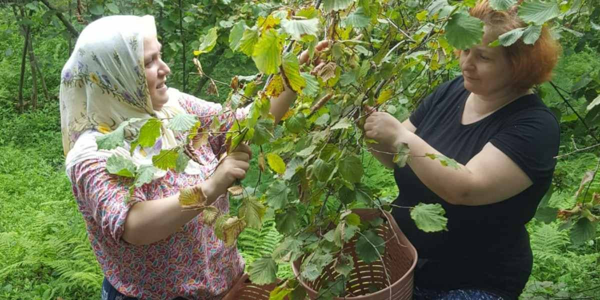 Fındık Taban Fiyatı Ne Kadar Olacak