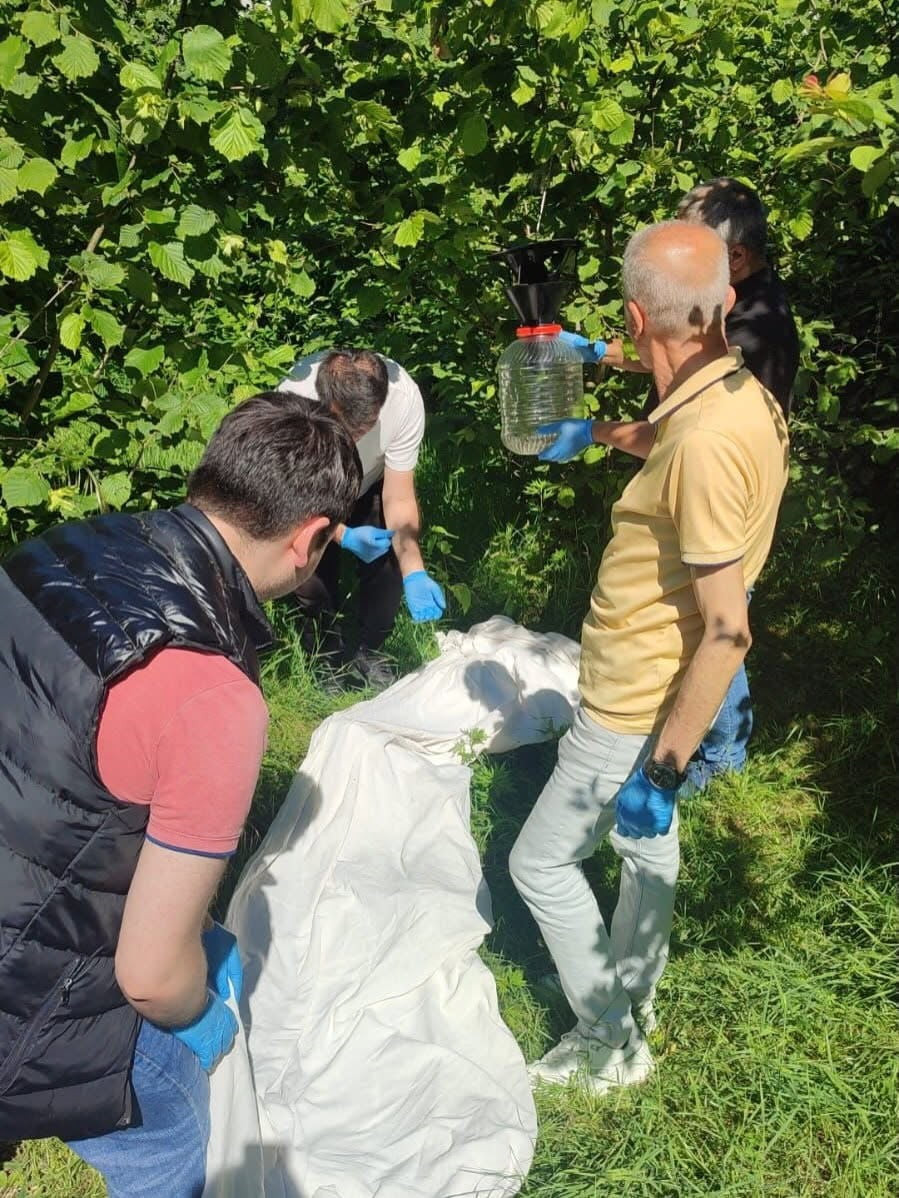 FINDIK ÜRETİMİNDE SON YILLARIN EN ÖNEMLİ ZARARLILARINDAN BİRİ OLARAK GÖSTERİLEN KAHVERENGİ KOKARCA...