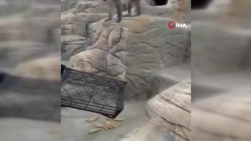 Firari maymun ikinci kez yakalanarak koruma altına alındı