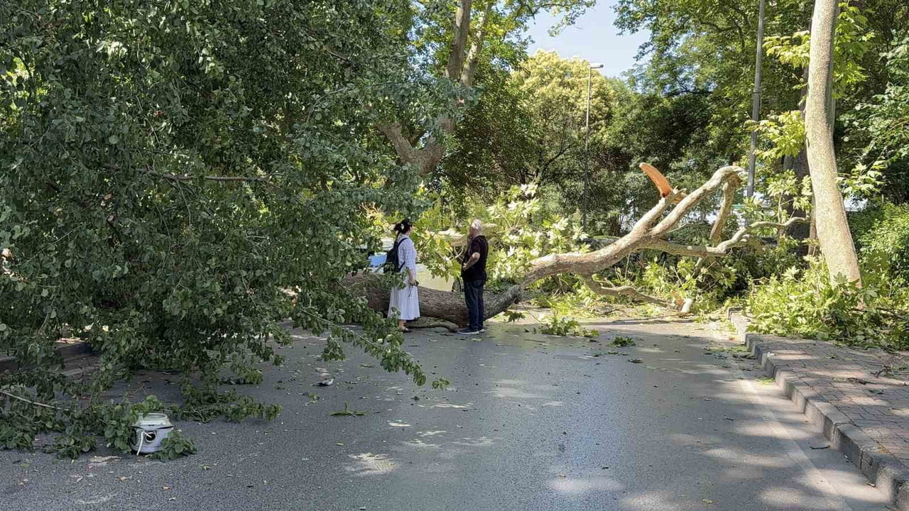FLORYA'DA ASIRLIK ÇINAR AĞACI, PARK HALİNDEKİ BİR OTOMOBİLİN ÜZERİNE DEVRİLDİ. ARAÇTA BÜYÜK ÇAPTA...